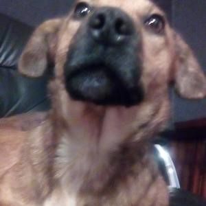 Meet your Posher, Franklin